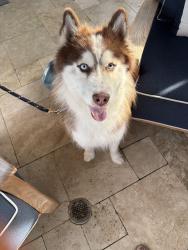 Reunited Male Dog last seen SE 13 court near Target and Baja in Deerfield Beach, Deerfield Beach, FL 33441