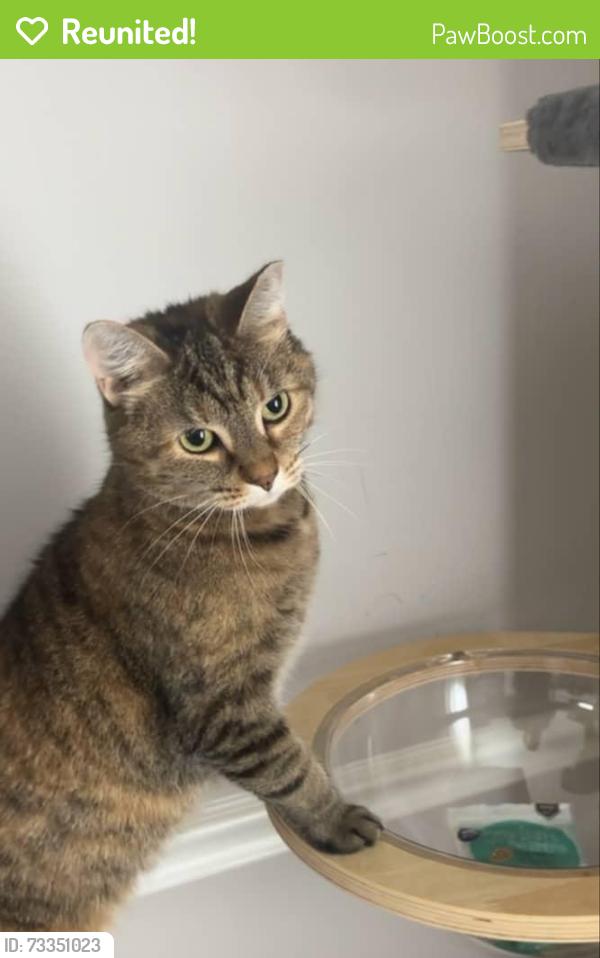 Reunited Female Cat last seen Main St, Edwin Ln, Fort Lee, NJ 07024