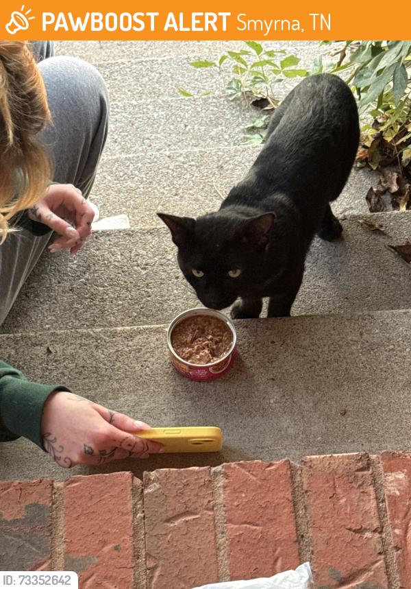Found/Stray Male Cat last seen Moore hill rock springs, Smyrna, TN 37167
