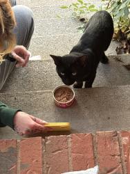Found/Stray Male Cat last seen Moore hill rock springs, Smyrna, TN 37167