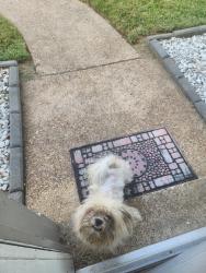 Found/Stray Male Dog last seen Carnoustie Rd, Memphis, TN 38128