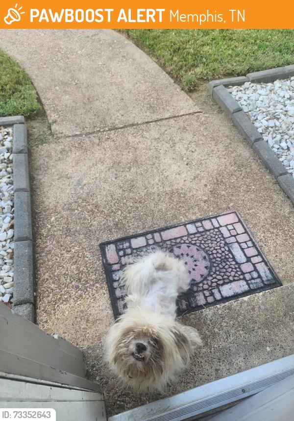 Found/Stray Male Dog last seen Carnoustie Rd, Memphis, TN 38128