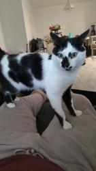 Lost Male Cat last seen Apalachee pak way, Tallahassee, FL 32311