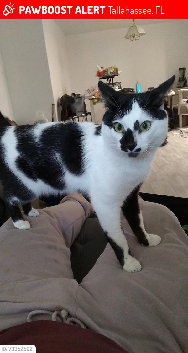 Lost Male Cat last seen Apalachee pak way, Tallahassee, FL 32311