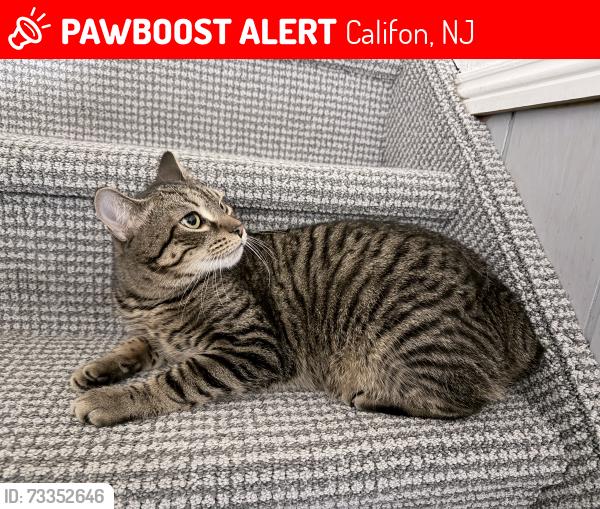 Lost Male Cat last seen Ran away from 22 Beavers Road about 6 am today., Califon, NJ 07830