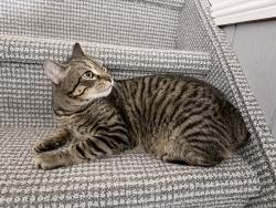 Lost Male Cat last seen Ran away from 22 Beavers Road about 6 am today., Califon, NJ 07830