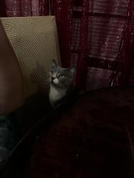Reunited Female Cat last seen Near Apollo cir, Round Rock, TX 78664
