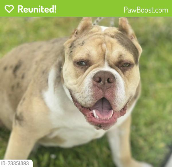 Reunited Male Dog last seen Whataburger, Spring, TX 77379