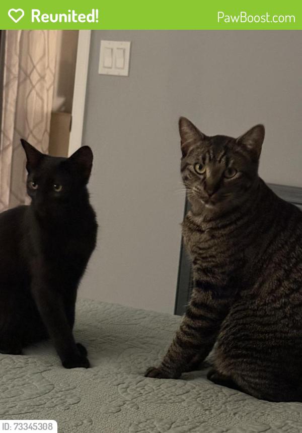 Reunited Female Cat last seen Golden gate parkway and 68th sw st, Central Naples, FL 34105