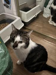 Reunited Female Cat last seen Near East Delano dr, Casa Grande, AZ 85122