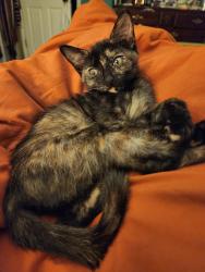 Reunited Female Cat last seen Landover and Elgin, Spring Hill, FL 34609