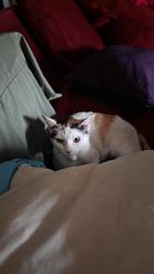 Found/Stray Female Cat last seen dunneville and hacienda, Las Vegas, NV 89118