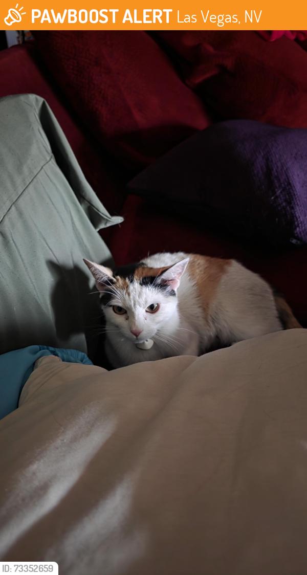 Found/Stray Female Cat last seen dunneville and hacienda, Las Vegas, NV 89118