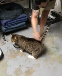 Reunited Unknown Cat last seen Pawtucket blvd tyngsboro ma, Tyngsborough, MA 01879