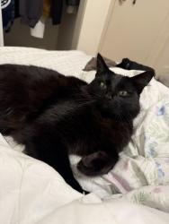 Reunited Female Cat last seen Carolina st, Sonoma st, Vallejo, CA 94590