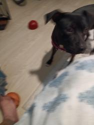 Lost Female Dog last seen Hacienda blvd, City of Industry, CA 91744