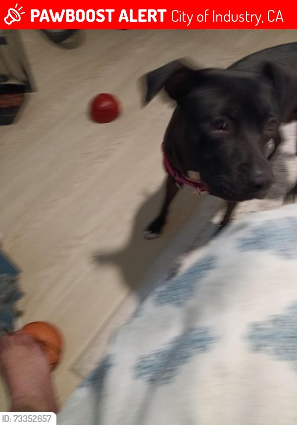 Lost Female Dog last seen Hacienda blvd, City of Industry, CA 91744