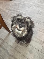 Found/Stray Female Dog last seen 63rd ave and w mountain view rd, Glendale, AZ 85302