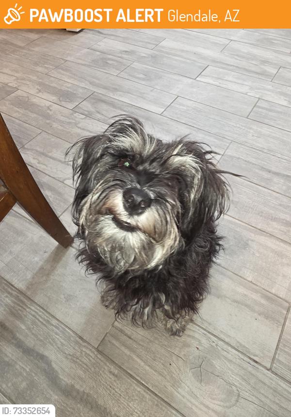 Found/Stray Female Dog last seen 63rd ave and w mountain view rd, Glendale, AZ 85302