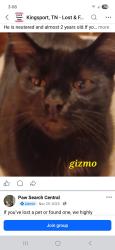 Lost Male Cat last seen Corner of Hedge Drive and Lucy Road., Kingsport, TN 37660