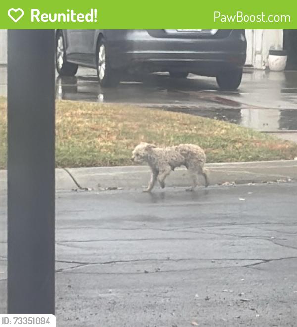 Reunited Female Dog last seen Near block fremontia drive, San Bernardino, CA 92404