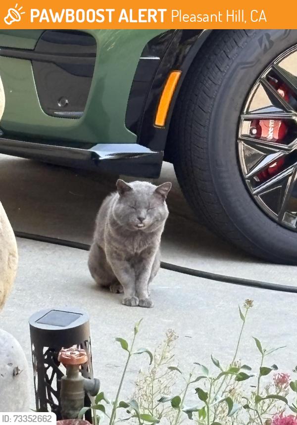 Found/Stray Male Cat last seen Skander Lane, Pleasant Hill, CA 94523