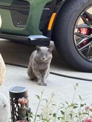 Found/Stray Male Cat last seen Skander Lane, Pleasant Hill, CA 94523