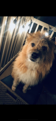 Lost Female Dog last seen Weston Road, Royal Pines, NC 28704