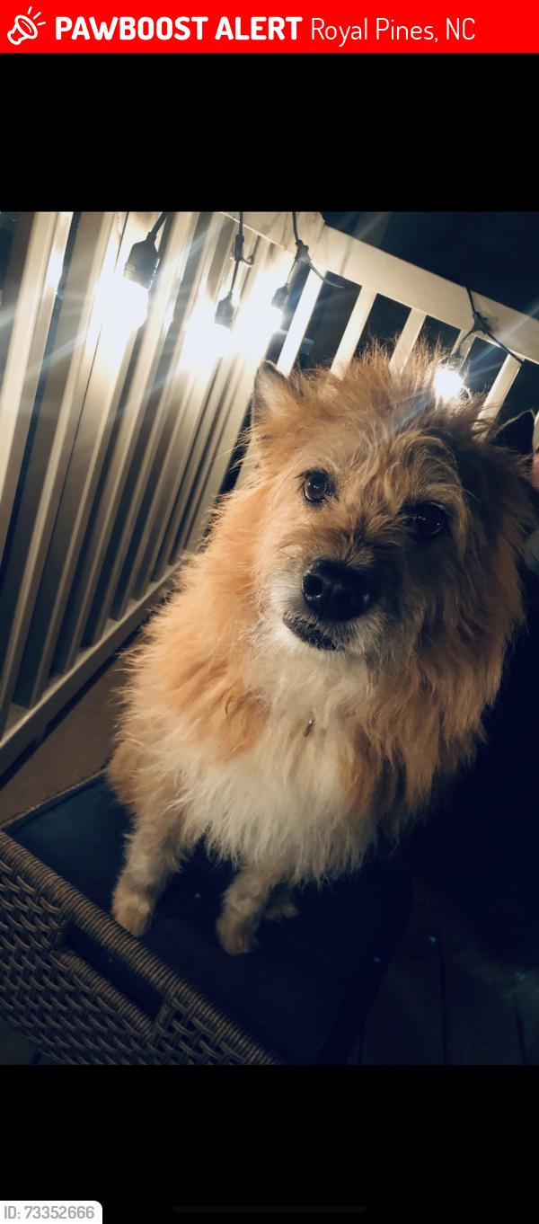 Lost Female Dog last seen Weston Road, Royal Pines, NC 28704