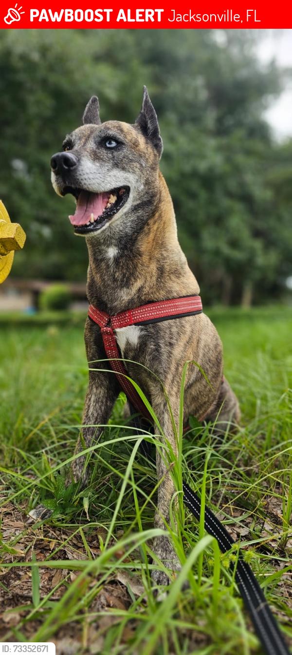 Lost Female Dog last seen San agustine rd, Jacksonville, FL 32207