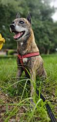 Lost Female Dog last seen San agustine rd, Jacksonville, FL 32207