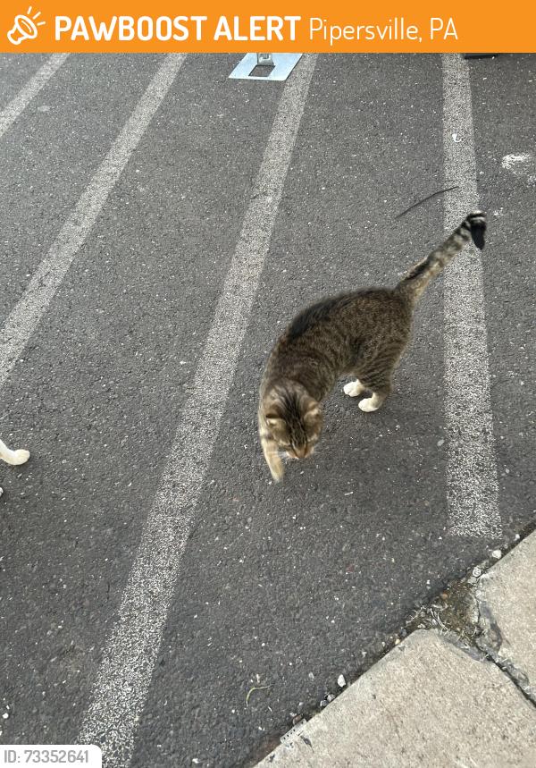 Found/Stray Unknown Cat last seen Route 611 at Tractor Supply right in front, Pipersville, PA 18947