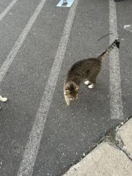 Found/Stray Unknown Cat last seen Route 611 at Tractor Supply right in front, Pipersville, PA 18947