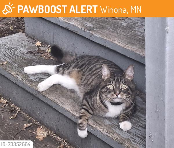 Found/Stray Unknown Cat last seen Currently in the side yard of 77 W 10th Street, Winona, MN. Positioned between the side-stairs and the garage., Winona, MN 55987