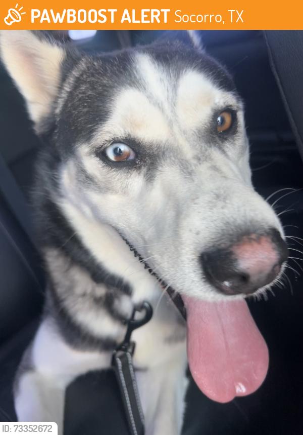 Found/Stray Male Dog last seen Christmas Cactus Pl, Socorro, TX 79927