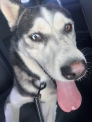 Found/Stray Male Dog last seen Christmas Cactus Pl, Socorro, TX 79927