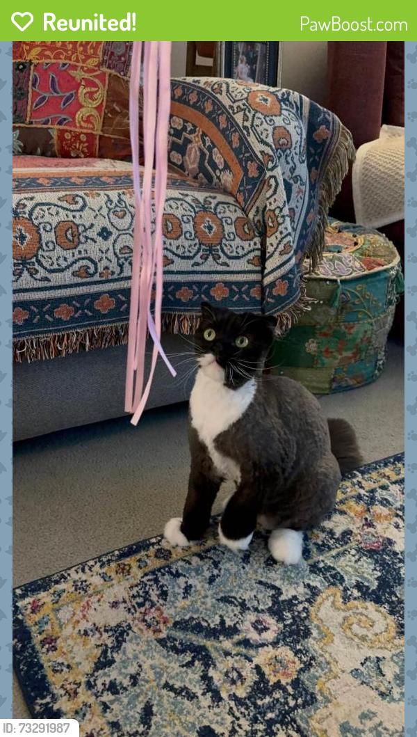 Reunited Male Cat last seen Park in the corner of yalonga road, Werribee, VIC 3030