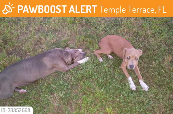 Found/Stray Female Dog last seen Hillsborough River on harney rd, Temple Terrace, FL 33637