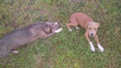 Found/Stray Female Dog last seen Hillsborough River on harney rd, Temple Terrace, FL 33637