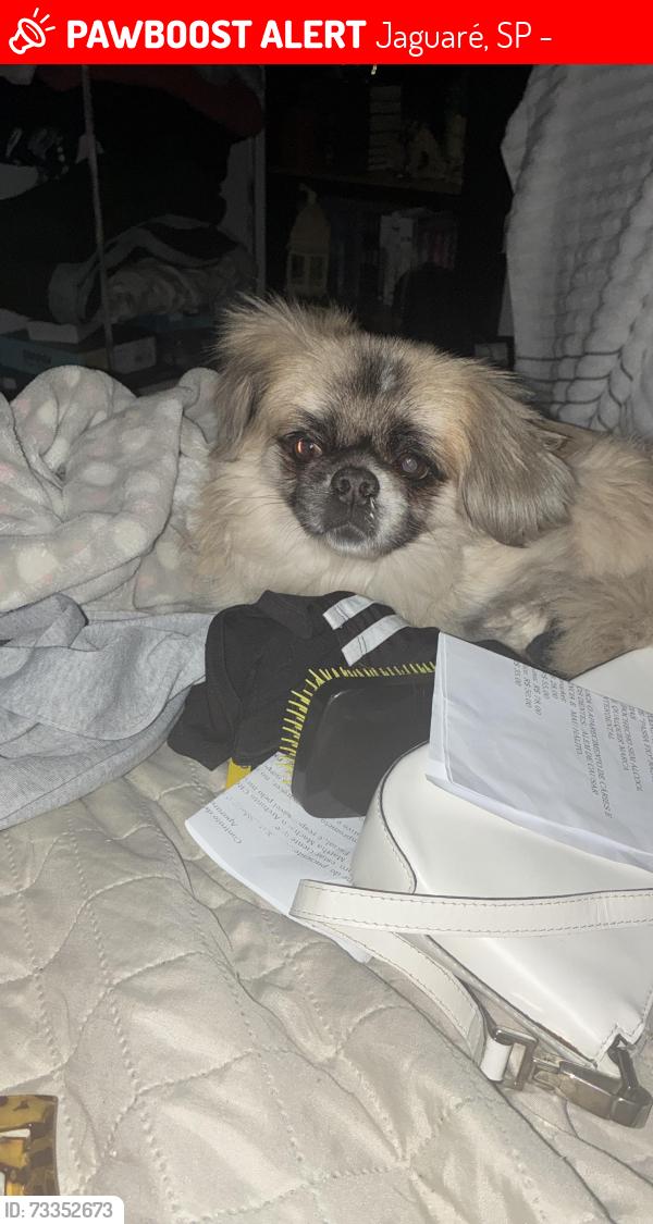 Lost Male Dog last seen Rua Marselha 946, Jaguaré, SP 05332-000