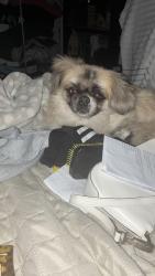 Lost Male Dog last seen Rua Marselha 946, Jaguaré, SP 05332-000