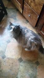 Reunited Female Cat last seen 14th And Thompson, catty corner to the elementary school, Portland, OR 97212
