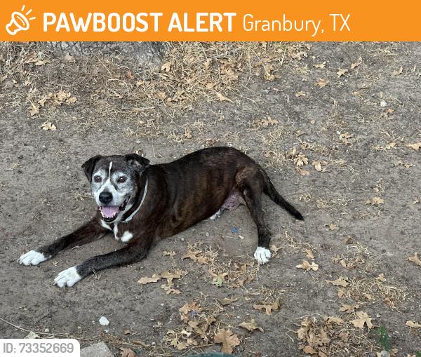 Found/Stray Unknown Dog last seen Near Rawhide ct, Granbury, TX 76049