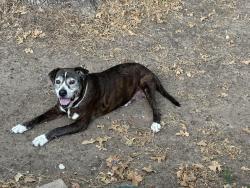 Found/Stray Unknown Dog last seen Near Rawhide ct, Granbury, TX 76049