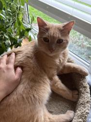 Reunited Male Cat last seen All of emerald, Saskatoon, SK S7J 4E4