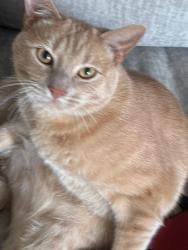 Reunited Male Cat last seen Tarrant & 1-61, Grand Prairie, TX 75050