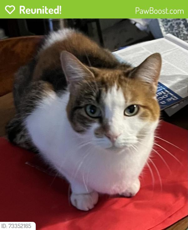 Reunited Female Cat last seen Near Porter Ave, Buffalo, NY 14201, USA, Buffalo, NY 14201