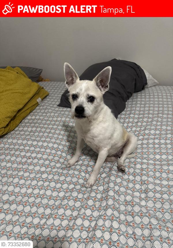 Lost Male Dog last seen Twin lakes elementary, Tampa, FL 33614