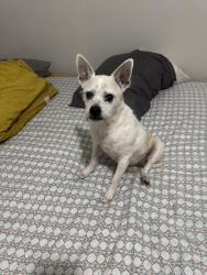 Lost Male Dog last seen Twin lakes elementary, Tampa, FL 33614
