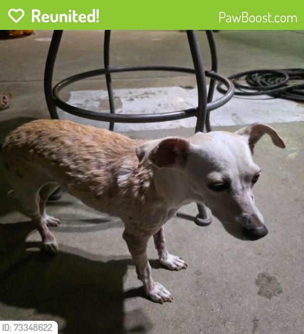 Reunited Female Dog last seen Grand Ave / Rubidoux Ave, Riverside, CA 92504